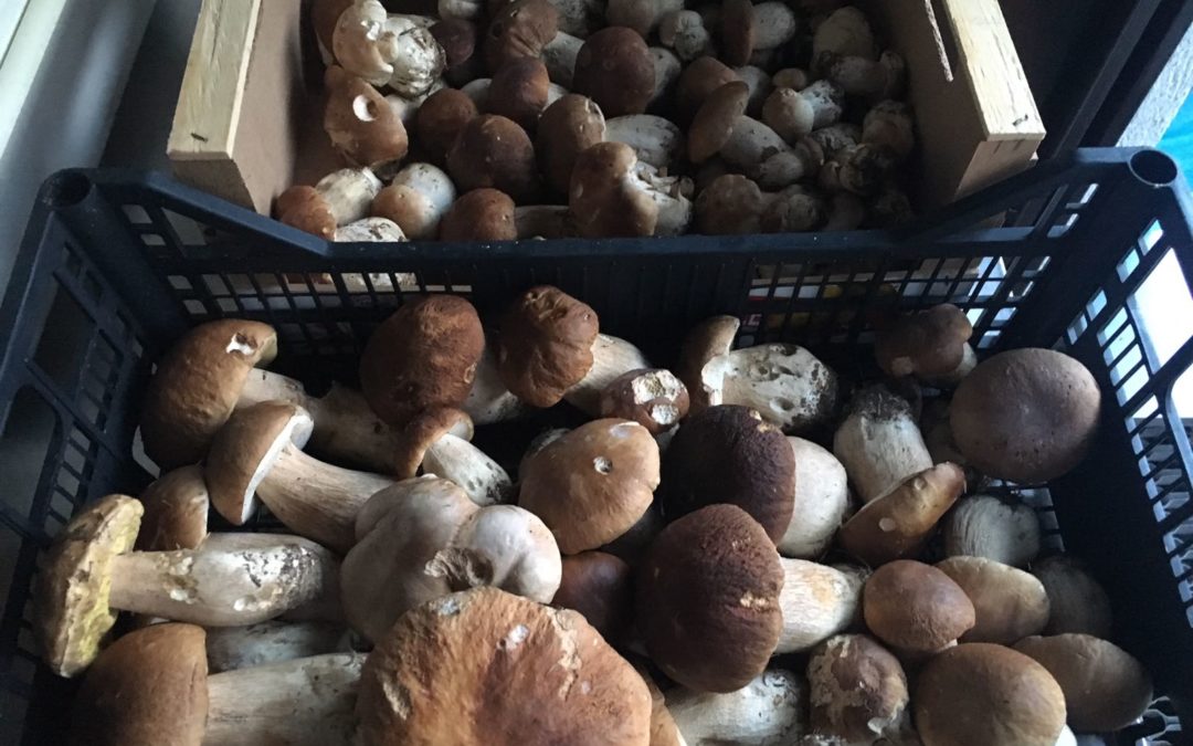 Il pesce di mare va in montagna in cerca di funghi