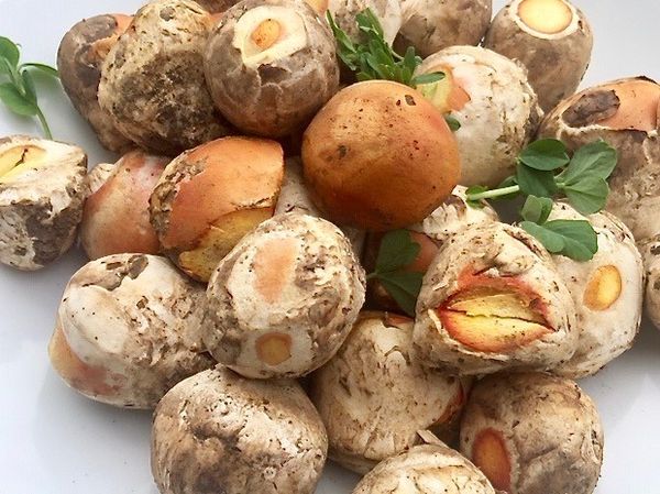 Il pesce di mare va in montagna in cerca di funghi