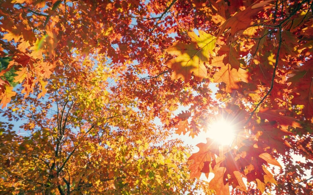 L’autunno e le sue delizie